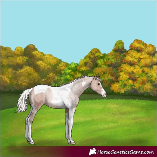 Horse Color:Silver Brown Sabino Tobiano Appaloosa 