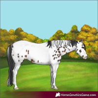Horse Color:Brown Tobiano Near Leopard