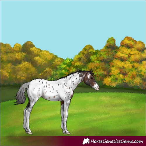 Horse Color:Brown Sabino Tobiano Near Leopard Rabicano 