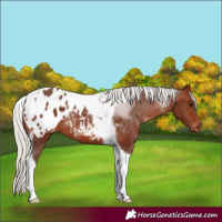 Horse Color:Silver Bay Tobiano Appaloosa Rabicano 