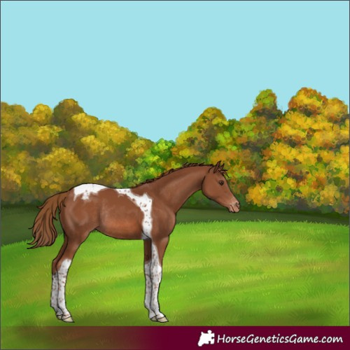 Horse Color:Chestnut Tobiano Appaloosa Rabicano 