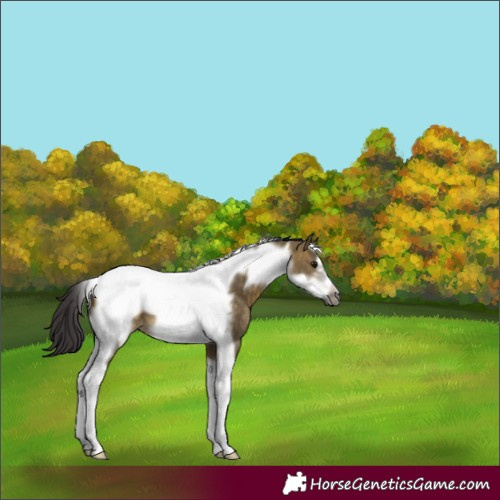 Horse Color:Buckskin Dun Tobiano Frame 