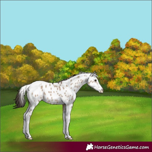 Horse Color:Liver Red Dun Sabino Tobiano Appaloosa