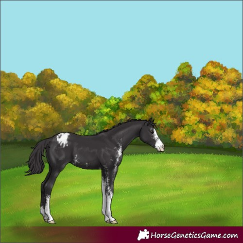 Horse Color:Smoky Black Sabino Appaloosa 