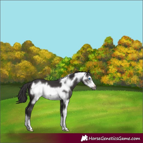 Horse Color:Smoky Black Sabino Frame 