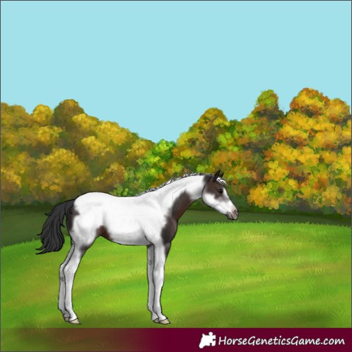 Horse Color:Brown Tobiano Frame 