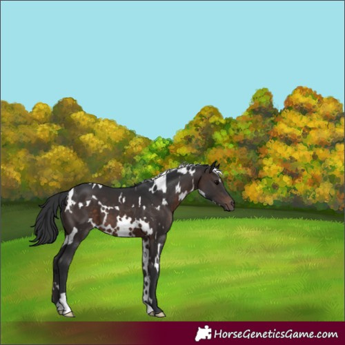 Horse Color:White Spotted Brown 