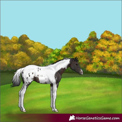 Horse Color:Brown Tobiano Appaloosa 