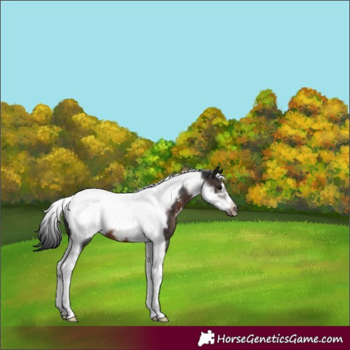 Horse Color:Brown Tobiano Frame Appaloosa 