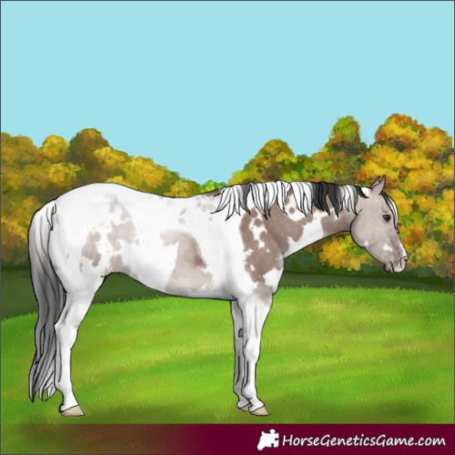 Horse Color:White Spotted Liver Red Dun Tobiano Varnish 
