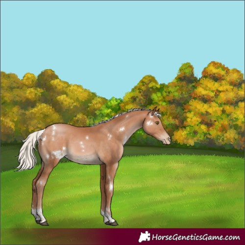 Horse Color:White Spotted Silver Bay Pearl Tobiano 