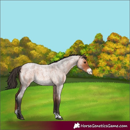 Horse Color:Bay Roan Sabino Rabicano 