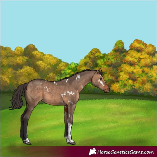 Horse Color:White Spotted Bay Dun Tobiano Rabicano 