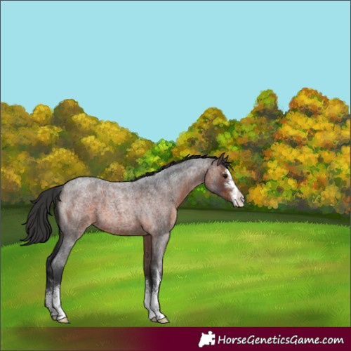 Horse Color:Brown Roan Sabino