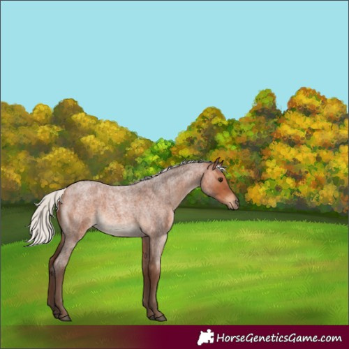 Horse Color:Silver Bay Roan Sabino Rabicano