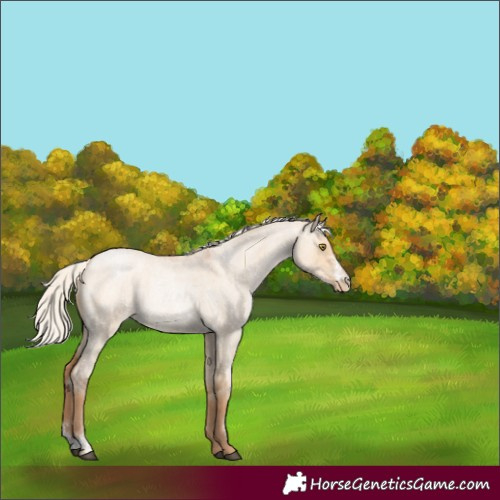 Horse Color:Silver Brown Roan Pearl Dun Sabino Rabicano