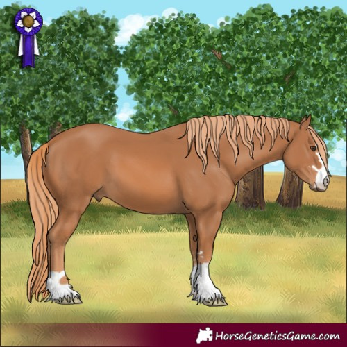Horse Color:Chestnut 