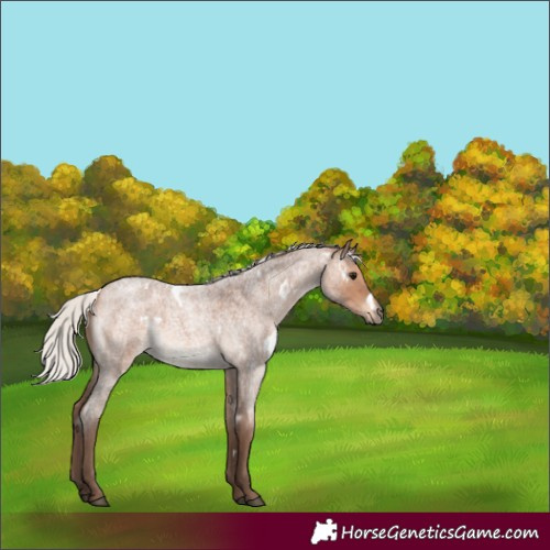 Horse Color:White Spotted Silver Bay Roan Rabicano 