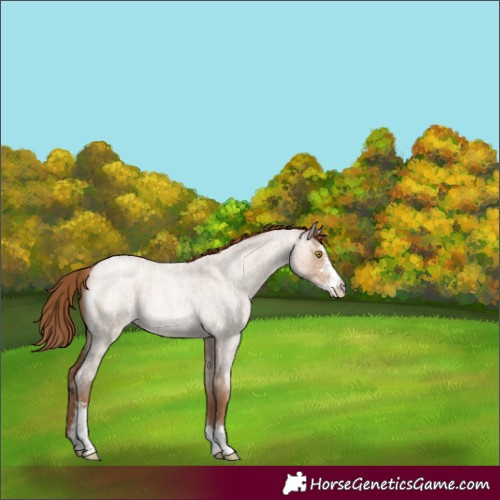 Horse Color:Brown Roan Pearl Dun Sabino 