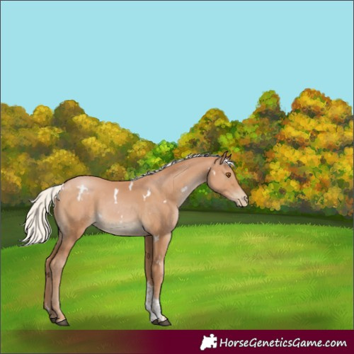 Horse Color:White Spotted Silver Black Pearl Tobiano Rabicano
