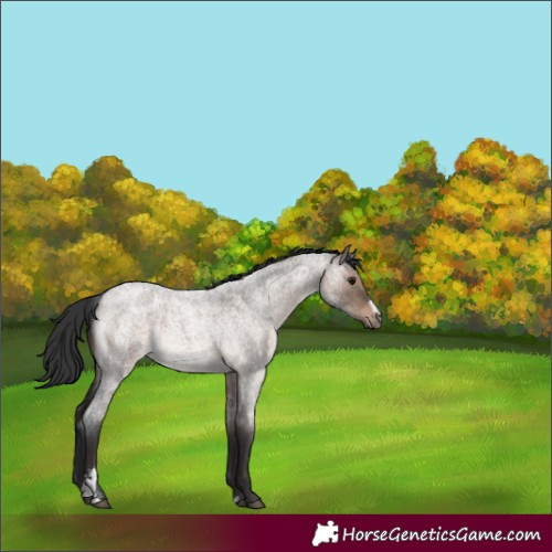 Horse Color:Brown Roan Dun Sabino Rabicano