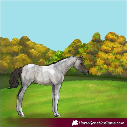 Horse Color:Buckskin Roan Tobiano