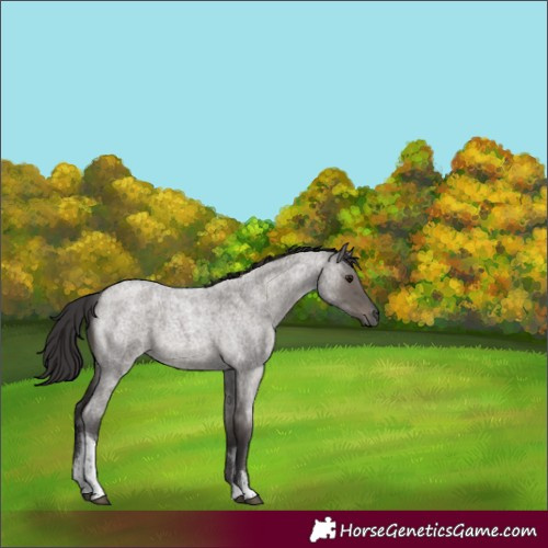 Horse Color:White Spotted Smoky Grullo Roan 