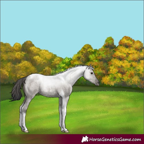 Horse Color:Grullo Roan Tobiano