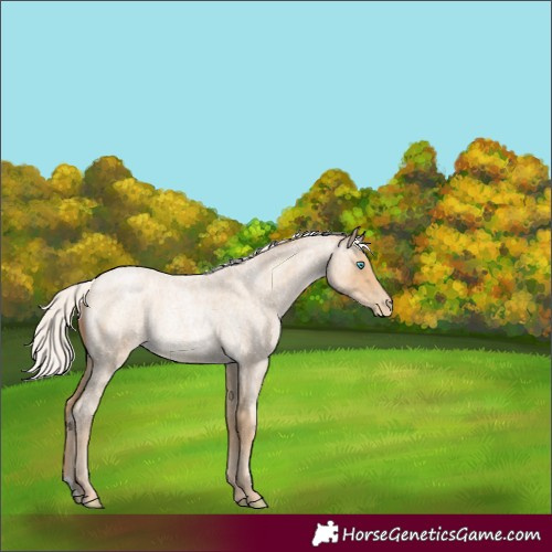 Horse Color:Silver Buckskin Roan Pearl Rabicano 