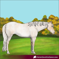 Horse Color:Silver Smoky Blue Roan Pearl 