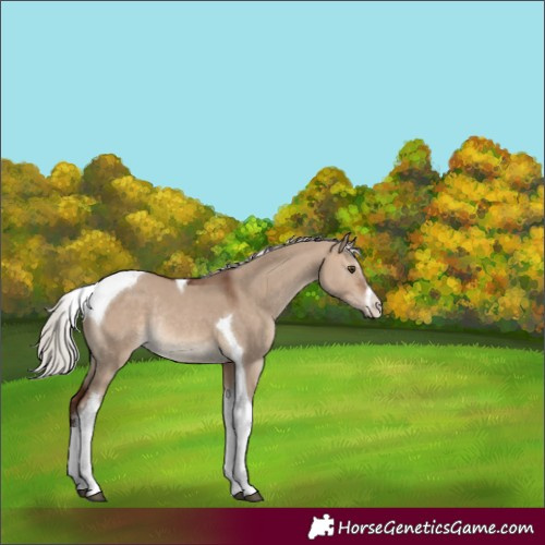 Horse Color:White Spotted Silver Bay Dun Tobiano Rabicano