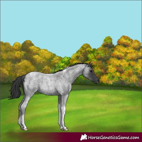 Horse Color:Blue Roan Tobiano Rabicano