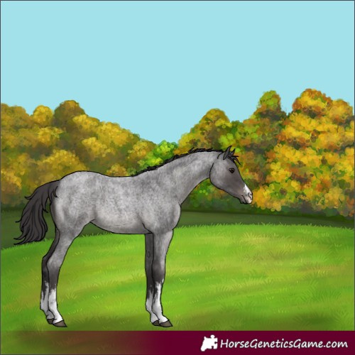 Horse Color:White Spotted Smoky Blue Roan Rabicano 