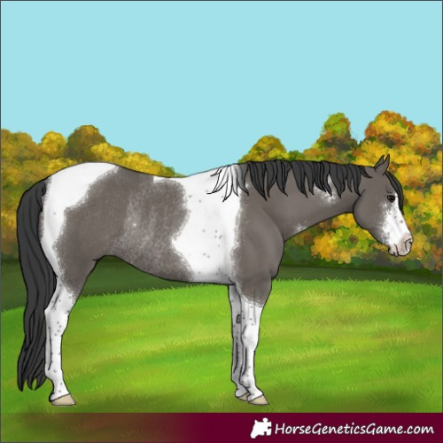 Horse Color:Grullo Sabino Tobiano Rabicano 