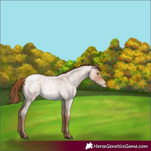 Horse Color:Bay Roan Pearl Rabicano