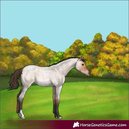 Horse Color:Bay Roan Dun 