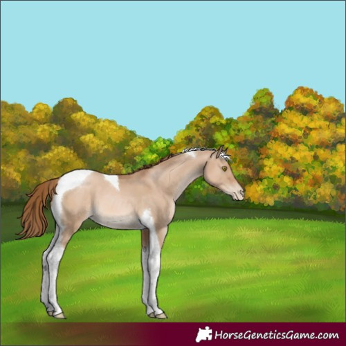 Horse Color:Liver Red Dun Pearl Tobiano