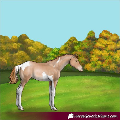 Horse Color:Chestnut Pearl Tobiano Rabicano 