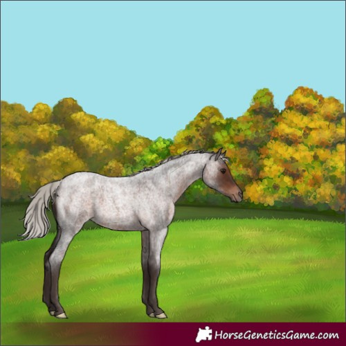 Horse Color:Silver Brown Roan 