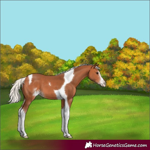 Horse Color:Silver Bay Sabino Tobiano 