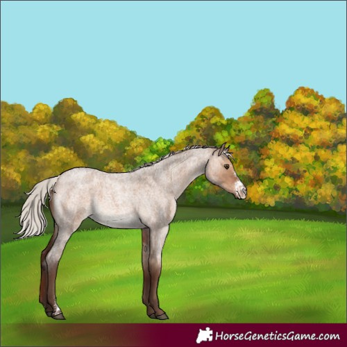 Horse Color:Silver Brown Roan Dun Sabino 
