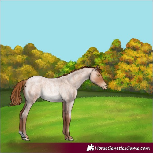 Horse Color:Bay Roan Pearl Rabicano 