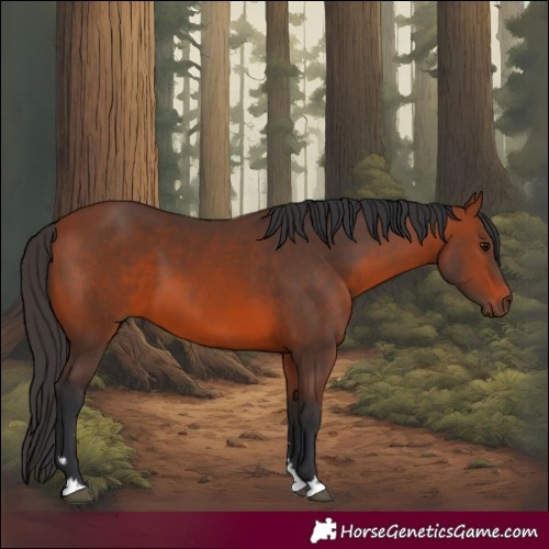 Horse Color:Bay 