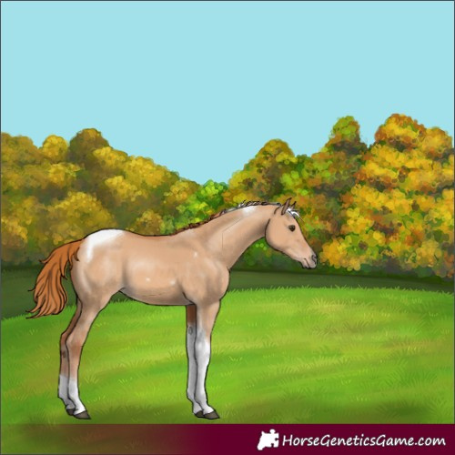 Horse Color:Red Dun Tobiano 
