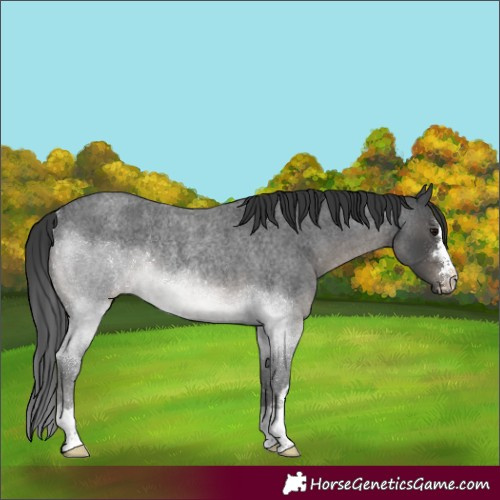 Horse Color:Blue Roan Rabicano 
