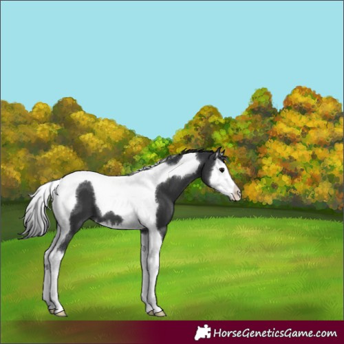 Horse Color:Black Splash Tobiano 