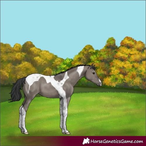 Horse Color:Grullo Tobiano 
