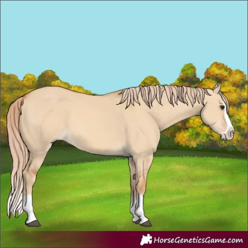 Horse Color:Red Dun Splash 