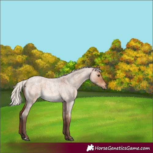 Horse Color:Silver Brown Roan Dun 