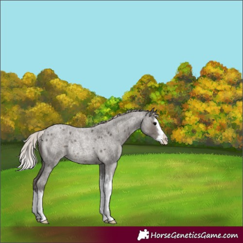 Horse Color:Silver Blue Roan Splash Rabicano